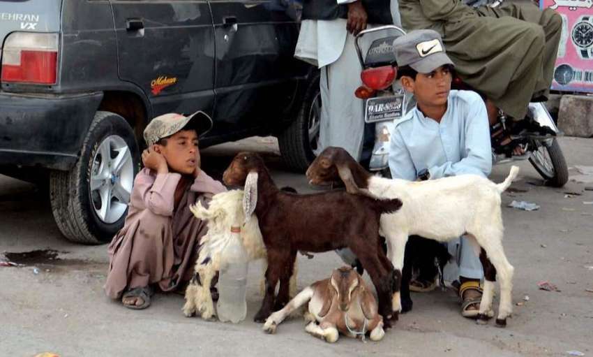 کوئٹہ: دور دراز سے لائے گئے بھیڑ بکری کو فروخت کرنے کے لیے ..