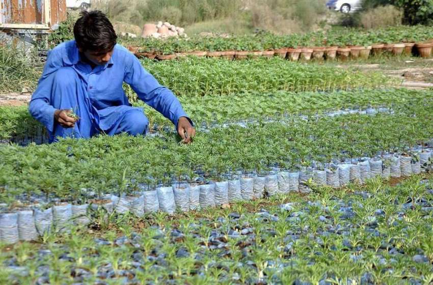 اسلام آباد: مزدور نرسری میں پلاسٹک کے چھوٹے بیگوں میں پودے ..