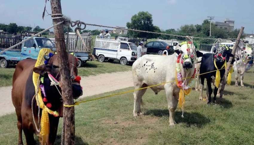 اٹک: عید سے قبل آخری روز منڈی مویشیاں میں لائے گئے خوبصورت ..