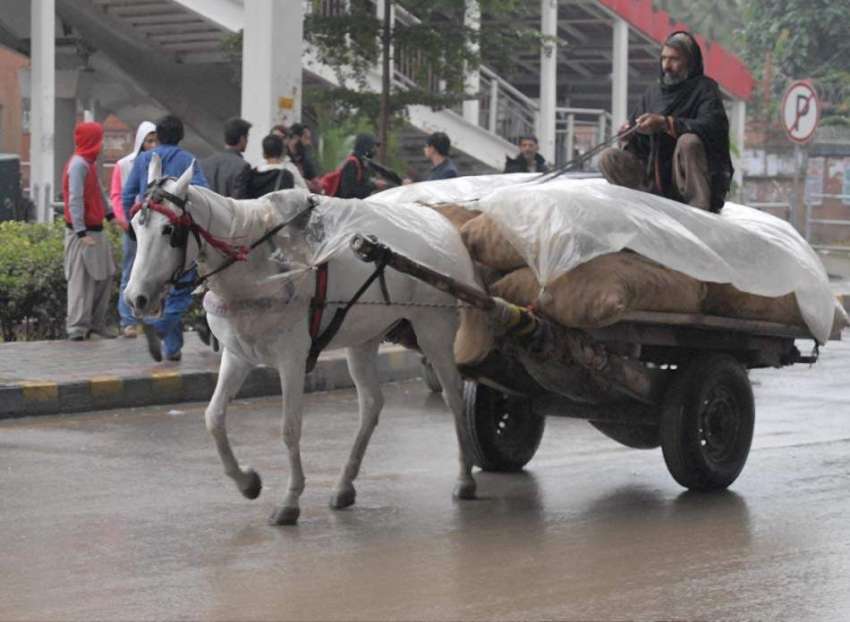راولپنڈی: ایک محنت کش بارش سے بچنے کے لیے سامان پر پلاسٹک ..