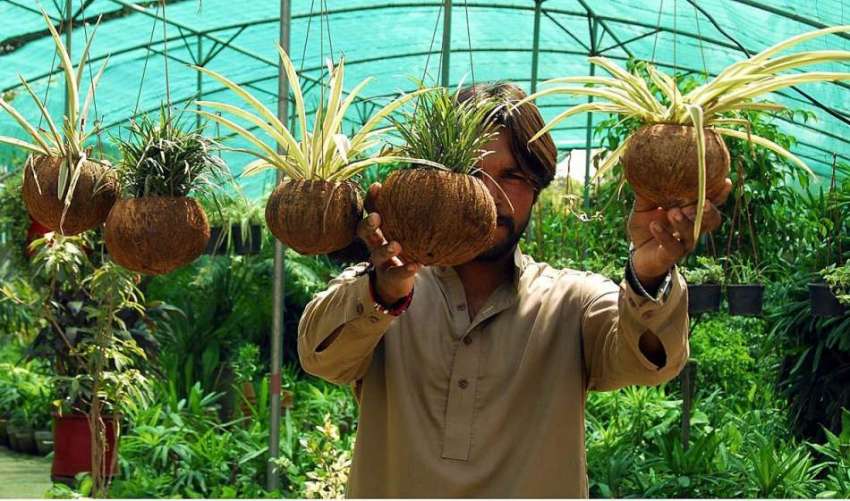 اسلام آباد: ایک مزدور نرسری میں گاہکوں کو متوجہ کرنے کے لیے ..