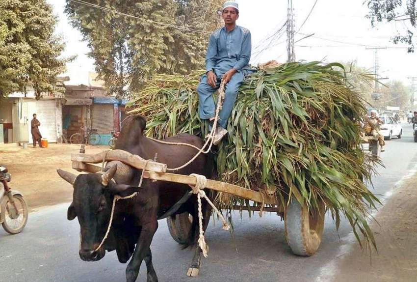 بہاولپور: کسان بیل گاڑی پر جانوروں کا چارہ لادھے جا رہا ہے۔