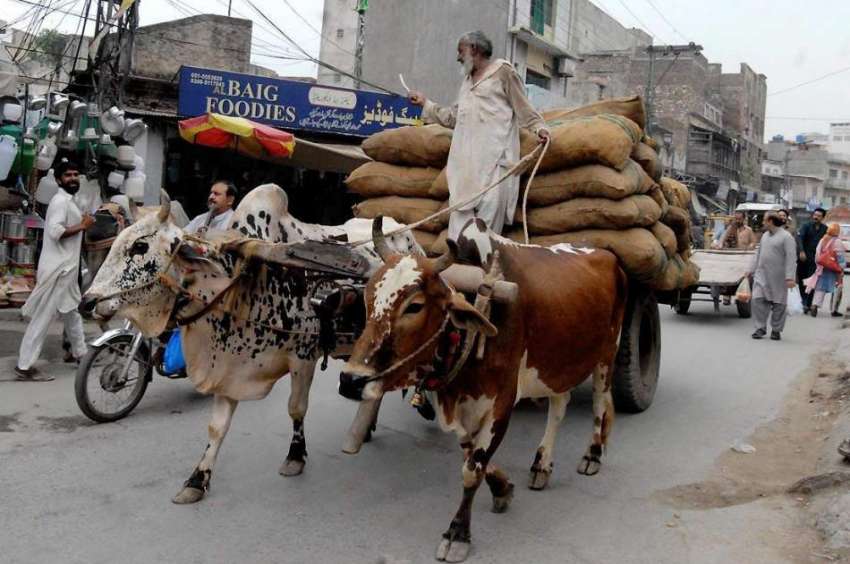 راولپنڈی: دور جدیدمیں آج بھی ایک محنت کش بیل گاڑی پر سامان ..