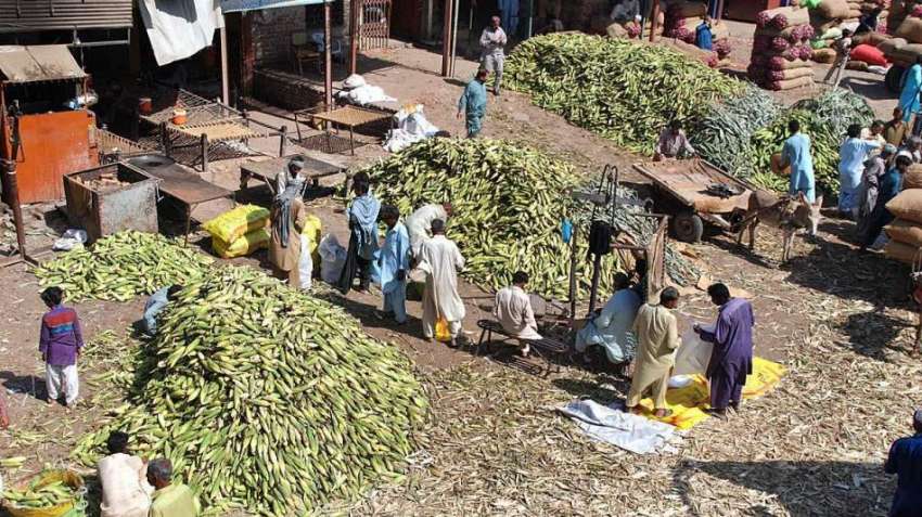 حیدر آباد: سبزی منڈی میں دکانداروں نے فروخت کے لییچھلیاں ..