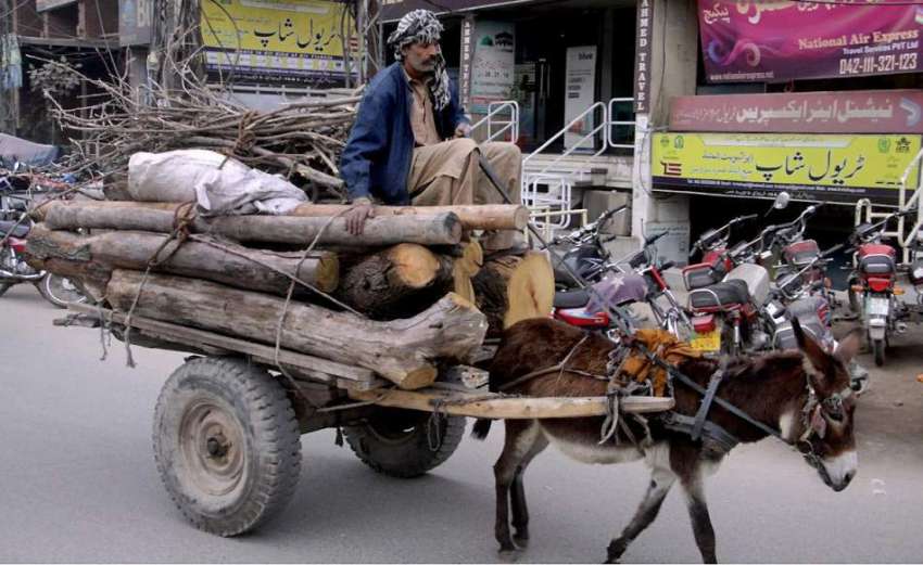 لاہور: محنت کش گدھا ریڑھی پر لکڑیاں لیکر جار ہا ہے۔