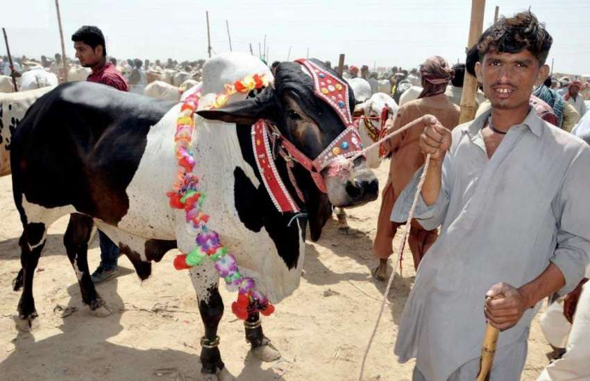 حیدر آباد: ہٹڑی بائی پاس کی مویشی منڈی میں 5لاکھ روپے کی مالیت ..