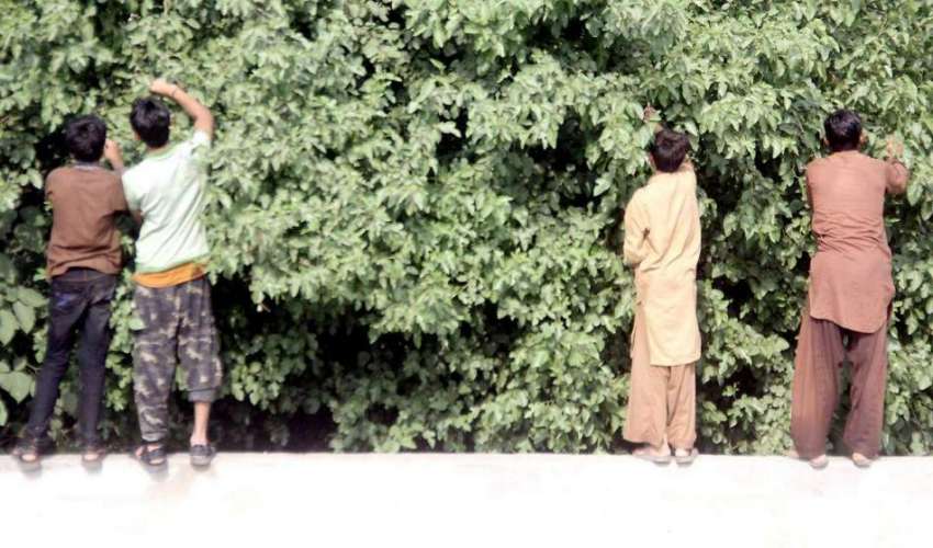 لاہور: نوجوان درخت سے شہتوت توڑ رہے ہیں۔