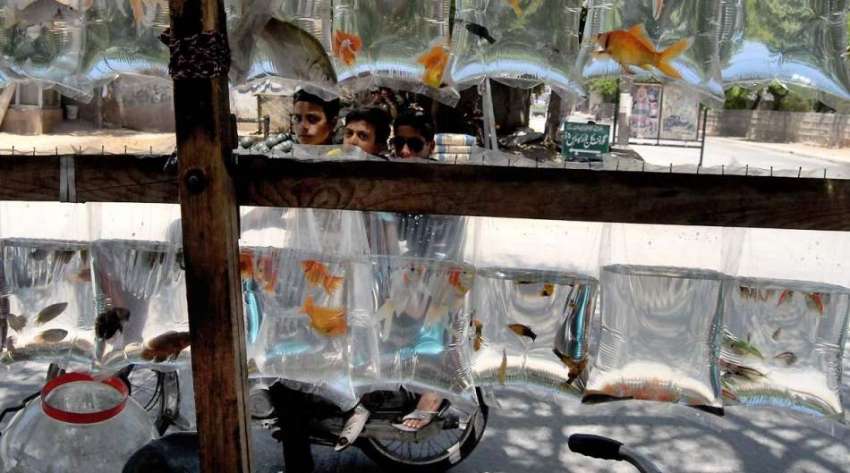 راولپنڈی: بچے سڑک کنارے فروخت کے لیے شاپر میں سجائی گئی مچھلیاں ..
