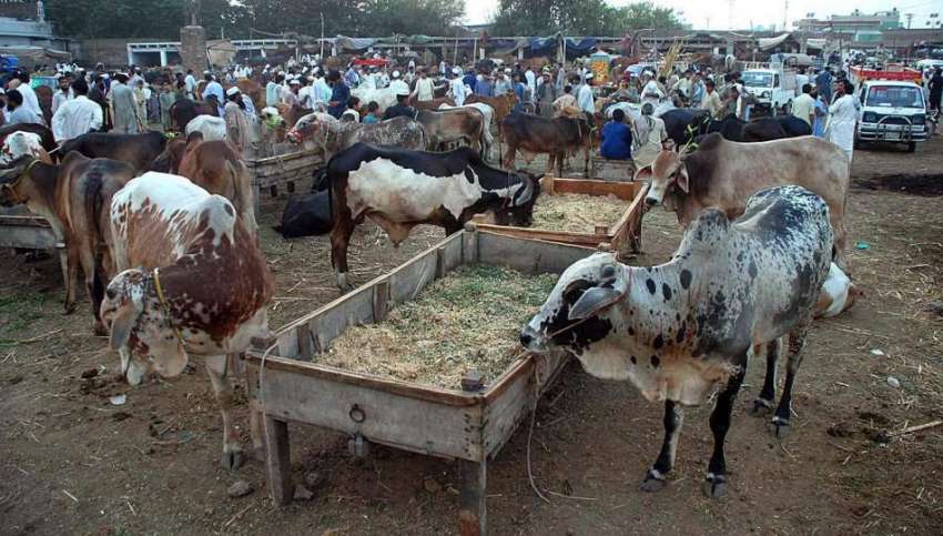 پشاور: عید قرباں کے لیے مویشی منڈی میں لالئے گئے خوبصورت ..