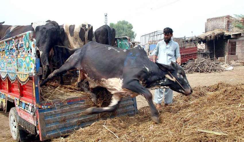 پشاور: عید قربان کی آمد کے موقع پر مویشی منڈی جانور لائے ..