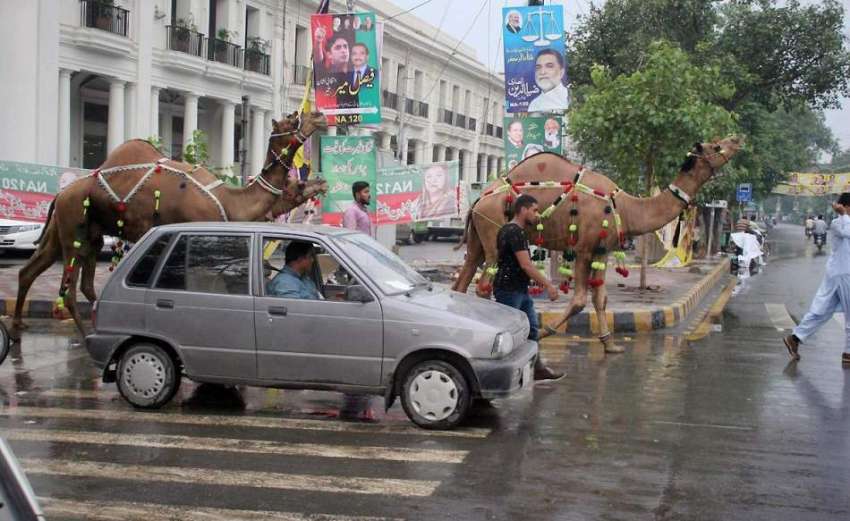 لاہور: شہری قربانی کے اونٹ لیکر مال روڈ سے گزر رہے ہیں۔