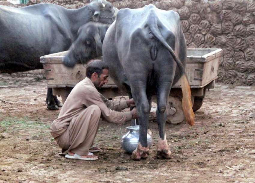 لاہور: شہر کے نواحی گاؤں میں ایک شخص بھینس کا دودھ نکال رہا ..