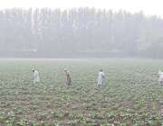 پشاور: کسان کھیت میں روز مرہ کام میں مصروف ہیں۔