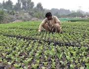 اسلام آباد: مزدور نرسری میں پودوں کی دیکھ بھال کررہا ہے۔