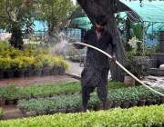 اسلام آباد: مزدور نرسری میں پودوں کو ترو تازہ رکھنے کے لیے پانی لگا ..
