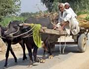 فیصل آباد: ایک معمر جوڑا جانوروں کا چارہ بیل گاڑی پر رکھے لیجا رہا ہے۔