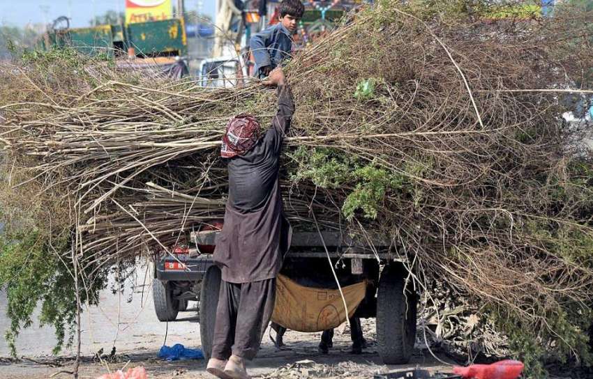 راولپنڈی: خانہ بدوش خشک لکڑیاں گدھا ریڑھی پر لوڈ کر رہا ہے۔