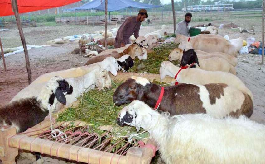 پشاور: عیدالاضحی کی آمد کے موقع پر مویشی منڈی میں لائے گئے ..