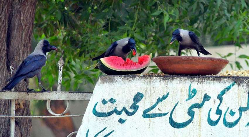حیدر آباد: کوا دیوار پر رکھا گیا تربوز کھا رہا ہے۔