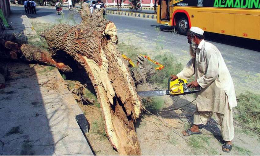 بہاولپور: ایک معمر کسان لکڑی کاٹ رہا ہے۔