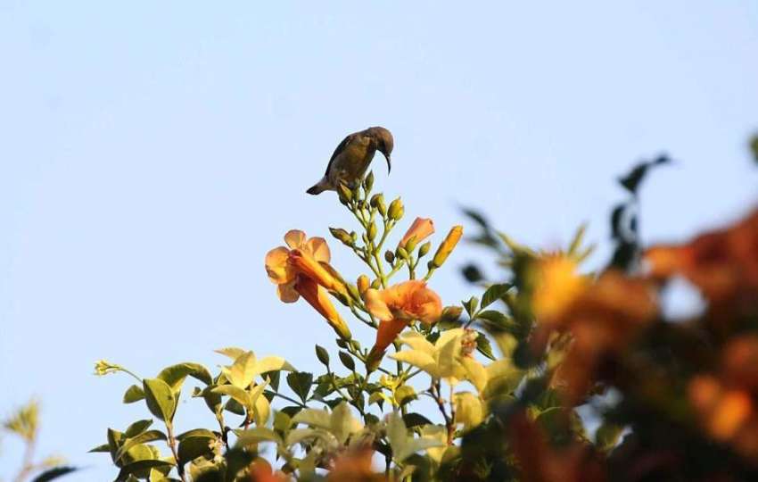 اسلام آباد: پودے پر بیٹھا پرندہ دلکش منظر پیش کر رہا ہے۔