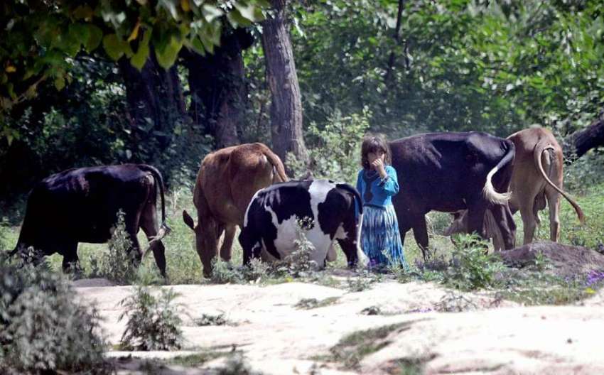 راولپنڈی: ایک بچی اپنی گائیاں چرا رہی ہے۔