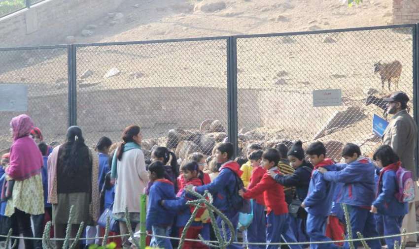 لاہور: چڑیا گھر میں مقامی سکول کے بچے بارہ سنگھا دیکھ رہے ..