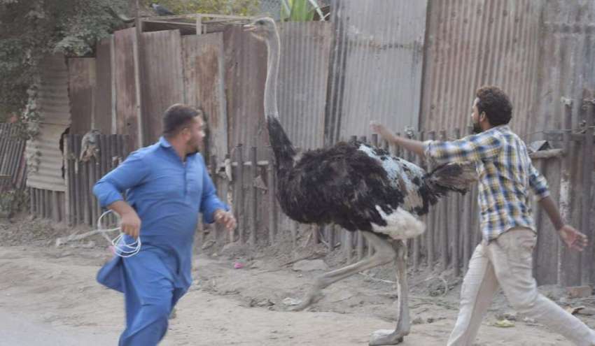 لاہور: ویٹ مین روڈ پر بھاگنے والے پالتو شتر مرغ کو پکڑنے ..