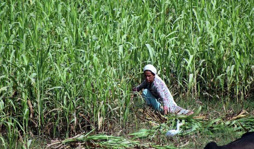 ملتان: کسان خاتون کھیت میں فصل کاٹ رہی ہے۔