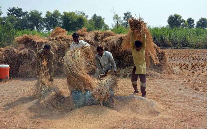 فیصل آباد: کسان چاول کی کٹائی میں مصروف ہیں۔