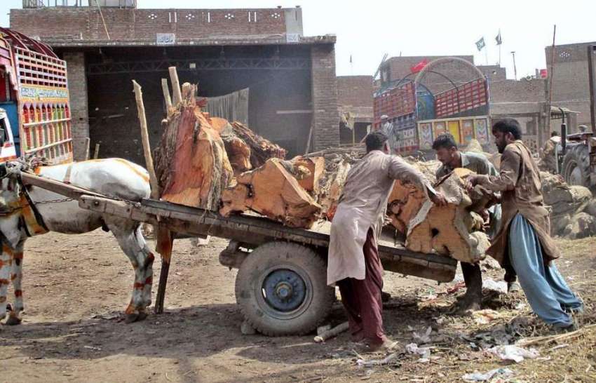 فیصل آباد: مزدور لکڑی کے بڑے پیس گدھا ریڑھی پر لوڈ کر رہے ..