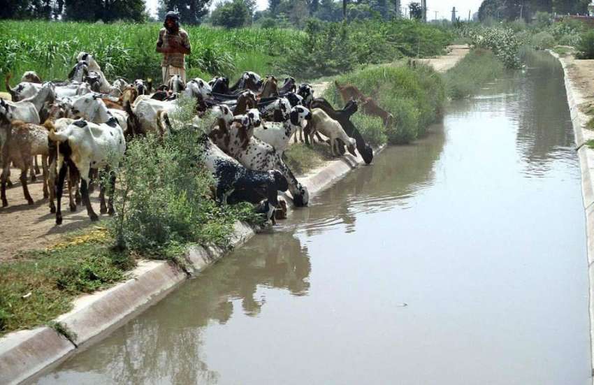 فیصل آباد: بکرے گرمی اور پیاس کی شدت کم کرنے کے لیے مقامی ..