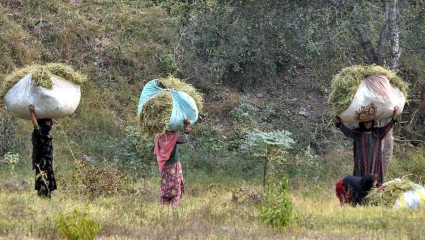 راولپنڈی: خانہ بدوش خواتین جانوروں کے لیے گھاس کاٹنے کے ..