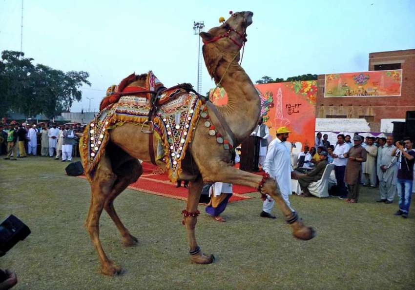 پشاور: جشن بہاراں فیسٹیول کے موقع پر اونٹ کا رکس۔