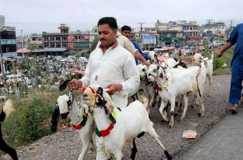 اسلام آباد: بیوپاری بکرے فروخت کے لیے مویشی منڈی کی جانب ..