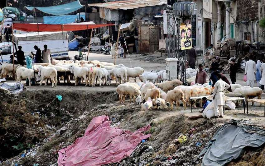 راولپنڈی: نالہ لئی کنارے بیوپاریوں نے قربانی کے جانورفں ..