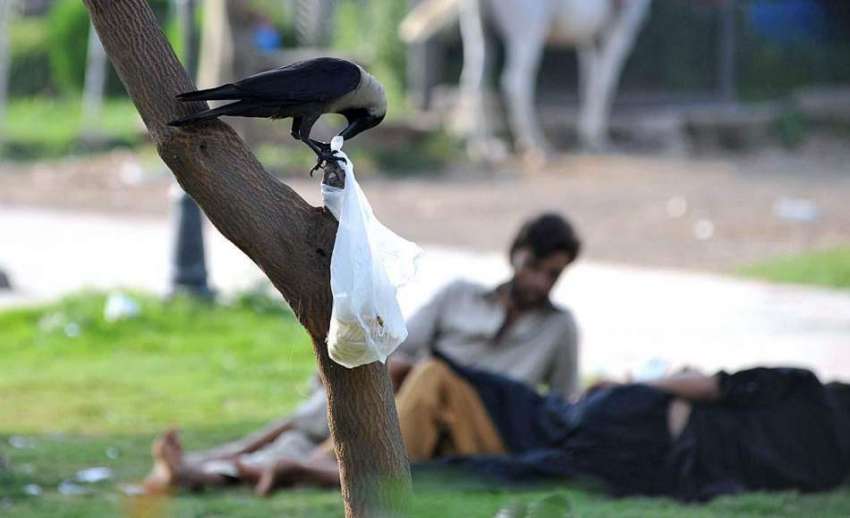 اسلام آباد: مقامی پارک میں پرندہ درخت پر لٹکے شاپنگ بیگ سے ..