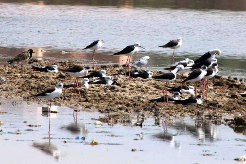حیدر آباد: پرندوں کی بڑی تعداد جامشورو روڈ پر واقع تالاب ..