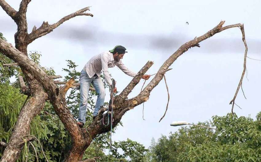 اسلام آباد: ایک نوجوان درخت کے خشک شاخیں کاٹنے کی کوشش کر ..