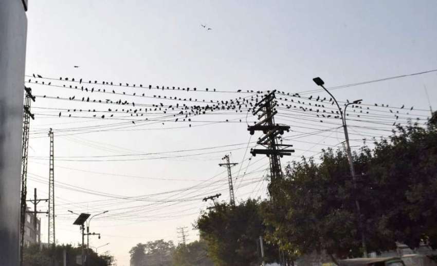 لاہور: کبوتروں کا جھنڈ بجلی کی تاروں پر بیٹھا ہے۔