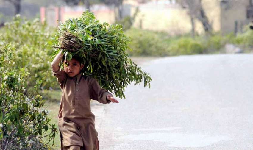 اسلام آباد: ایک بچہ سر پر جھاڑیاں اٹھائے اپنی منزل کی طرف ..