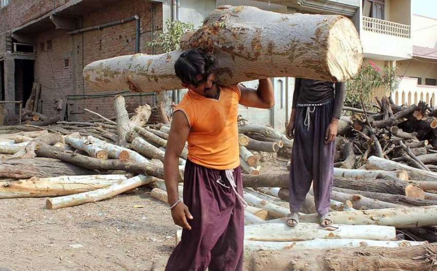 سرگودھا: مزدور لکڑی کے ویئر ہاؤس میں روزہ مرہ کام میں مصروف ..