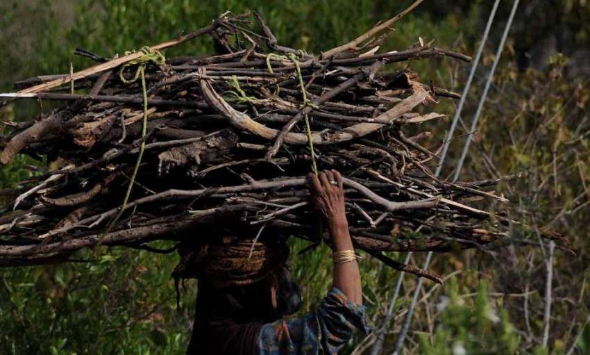 اسلام آباد: ایک خاتون گھر کا چولہا جلانے کے لیے خشک لکڑیاں ..
