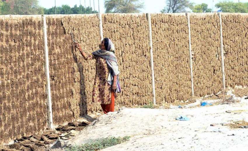 ملتان: دیہاتی خاتون خشک پاتھیاں اکٹھی کر رہی ہے۔