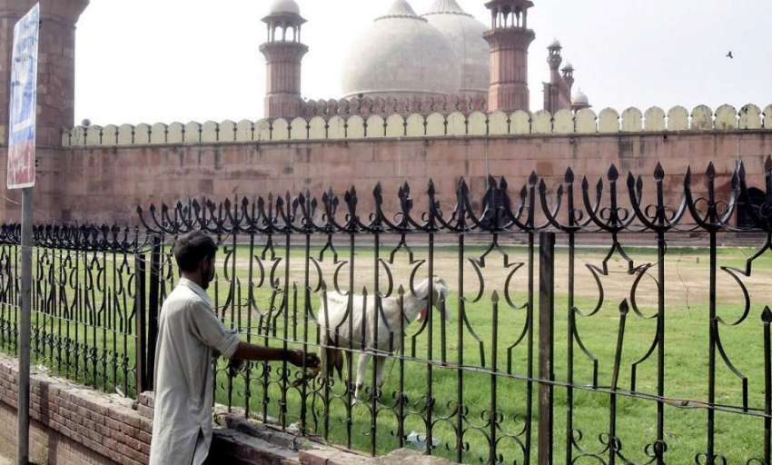 لاہور: ایک شخص بادشاہی مسجدکی گراؤنڈ میں بکری باندھ رہا ..