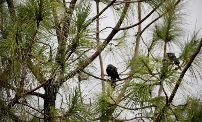 راولپنڈی:بارش کے دوران پرندے ایک درخت پر بیٹھے بارش سے لطف ..