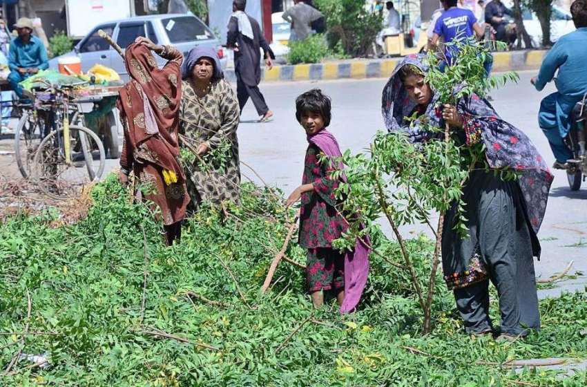 حیدر آباد: خانہ بدوش خواتین درختوں کی ٹہنیاں اکٹھی کر رہی ..