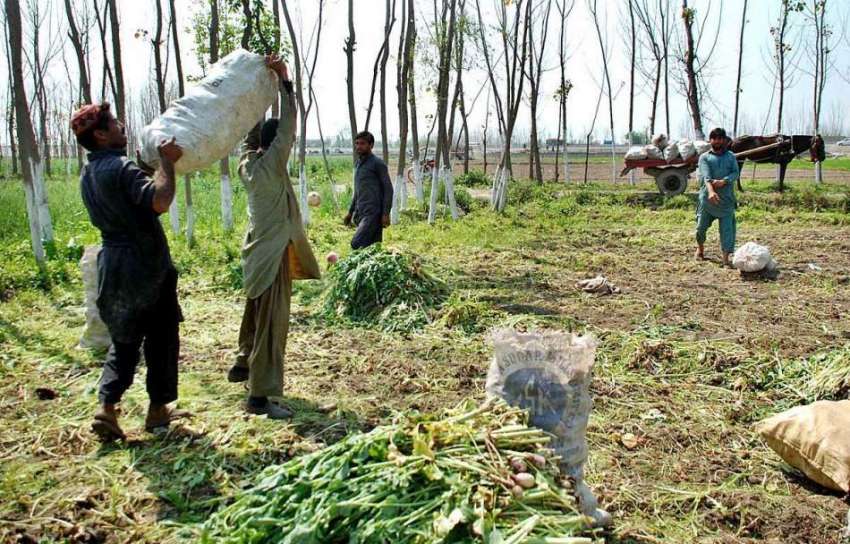 پشاور: مزدور کھیت سے شلجم بھری مولیاں سبزی منڈی منتقل کرنے ..