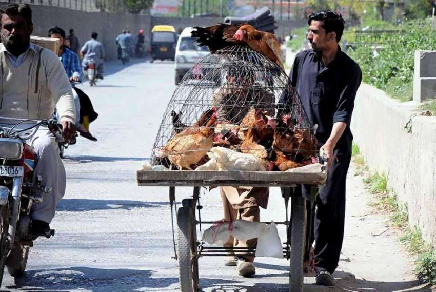 اسلام آباد: ریڑھی بان گلی گلی گھوم کر دیسی مرغیاں فروخت کر ..