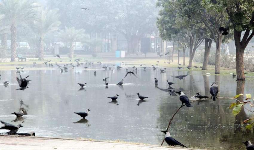 لاہور: جیلانی پارک میں گراؤنڈ کو دیئے جانے والے پانی میں ..